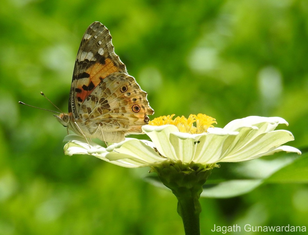 Vanessa cardui Linnaeus, 1761